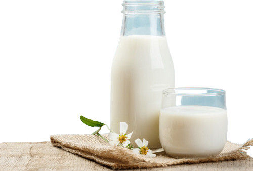 Pure and Natural Nutrition Rich Cow Milk 