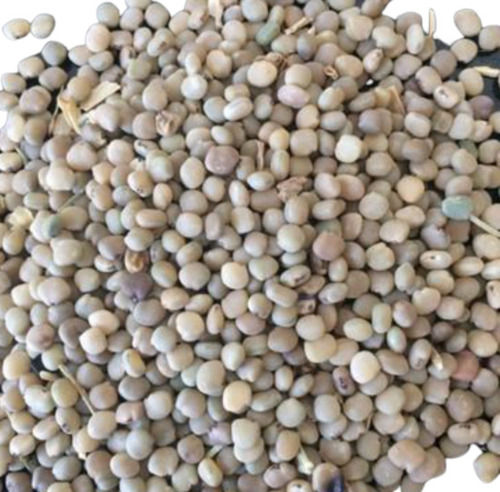 99% Pure And Dried Commonly Cultivated Guar Seed