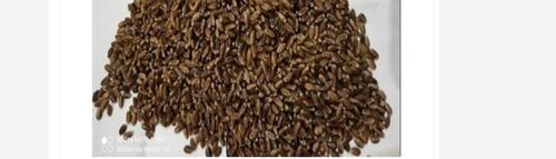 Organic Wheat Seeds For Agriculture Usage With Packaging Size 30 Kg