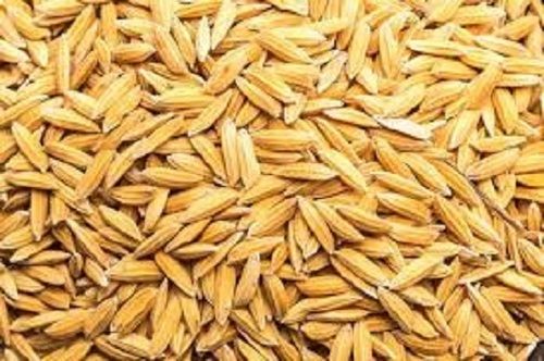 100% Pure Long Grain Indian Origin Dried Paddy Rice For Cooking Use