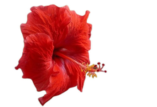 Eco-Friendly Insect Resistant 99.9% Pure A Grade Fresh Red Natural Flower