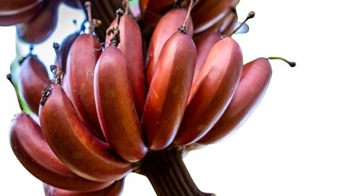 Commonly Cultivated Farm Fresh Long Shape Sweet And Tasty Red Banana