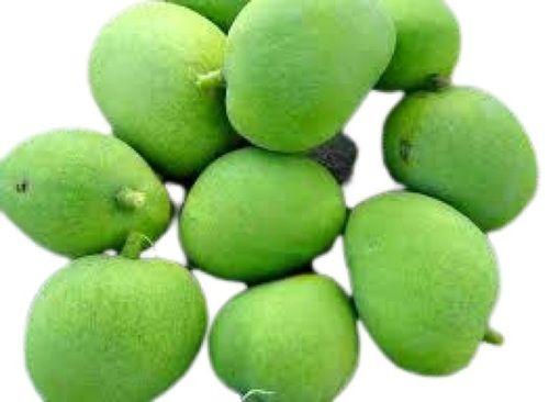 Common Naturally Grown Fresh Oval Shape Sour Taste Green Mango