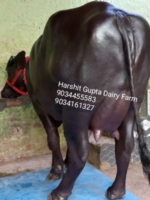 Pregnant Female Murrah Buffalo