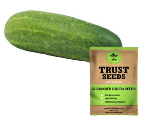 Cucumber Seed With 20% Moisture And 5% Admixture For Agricultural