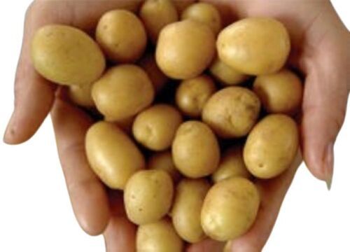 Pesticide-Free Brown Elliptical Raw Grade-C Fresh Potatoes