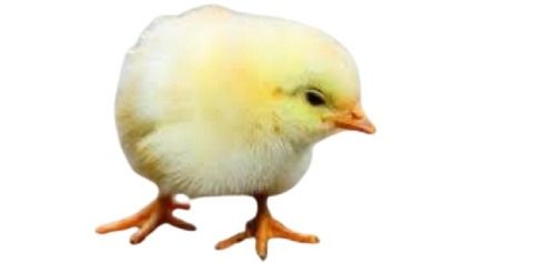 Light Yellow Poultry Farm Broiler Live Chicks For Poultry And Cooking Purpose