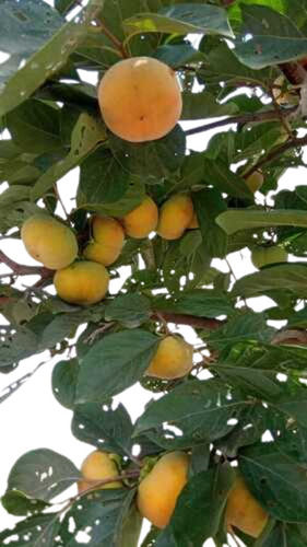 Sweet Taste Persimmon Fruit, Rich In Protein And Vitamin