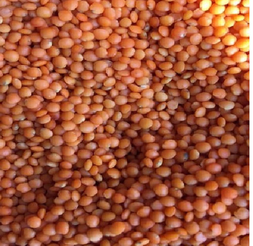 Commonly Cultivated Naturally Dried A Grade Semi Round Masoor Dal Broken (%): 2%