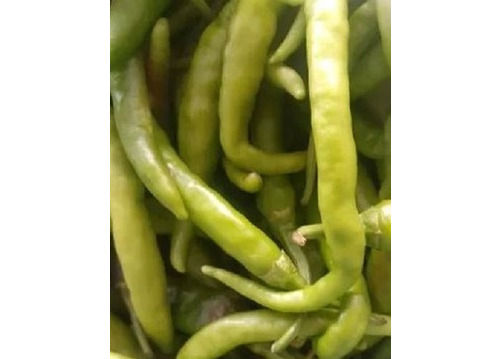 Spicy Fresh Seasons Green Chilies With 2 Year Of Shelf Life Preserving Compound: Dry Place