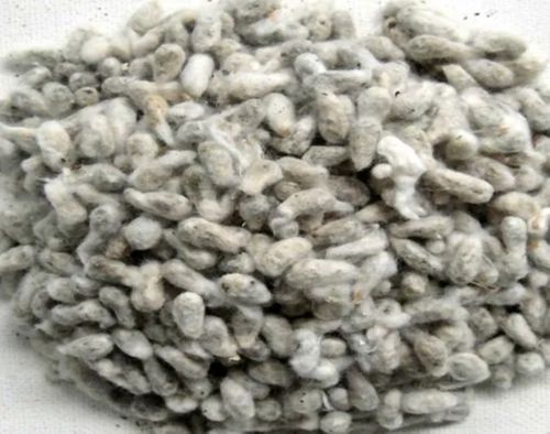 Nandini Bhog Pure Hybrid Raw Organic Dried Healthy Cotton Seeds