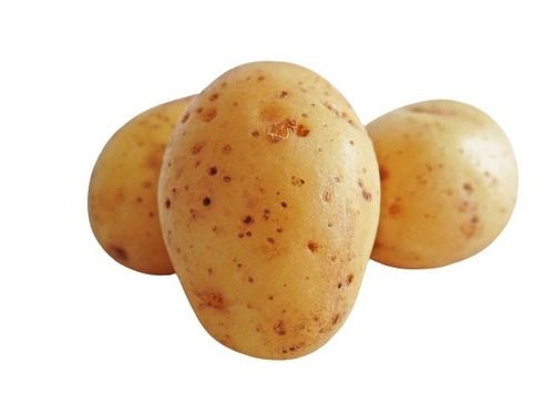 Farm Fresh Oval Shape Raw Fresh Potato