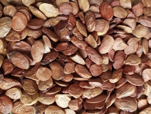 80% Pure Oil Seed Organically Harvested Karanja Seeds For Medicinal Purpose