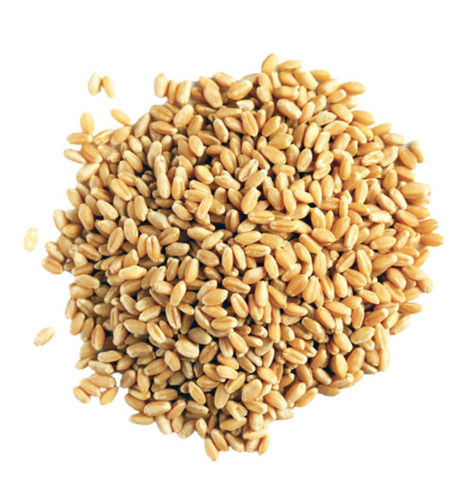 100% Pure And Dried Commonly Cultivated Whole Wheat Seeds