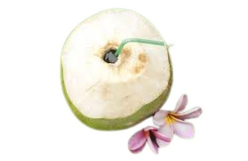 Healthy Farm Fresh Tasty Energy Drink Commonly Cultivated Tender Coconut