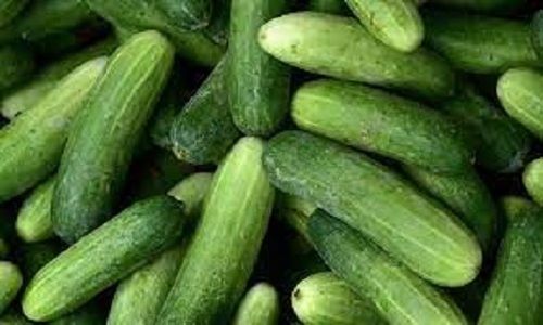 Long Shape Green Fresh Cucumbers For Salads And Many Recipes Use Shelf Life: 3 Days