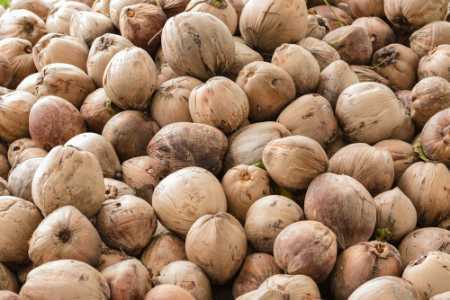 Fully Husked coconuts 