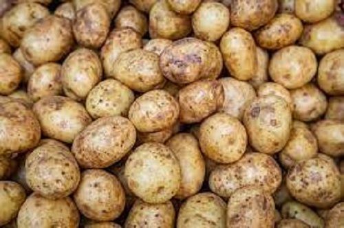 Naturally Grown Raw Brown Potato Moisture (%): 83%