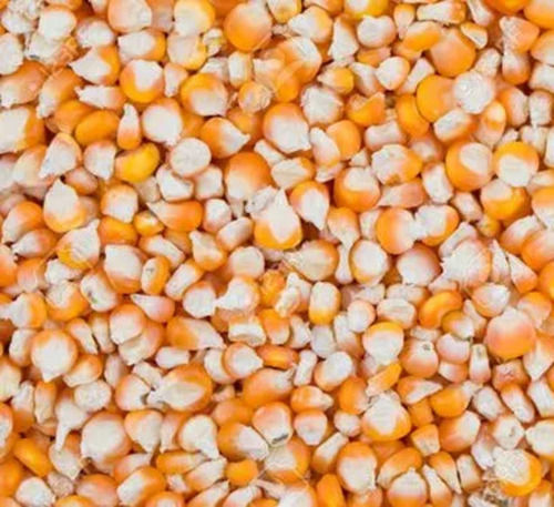 100% Pure And Dried Commonly Cultivated Hybrid Maize Seeds Admixture (%): 1%