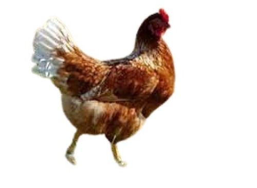 Healthy Nutritious Infection-Free Female Adult Live Country Chicken