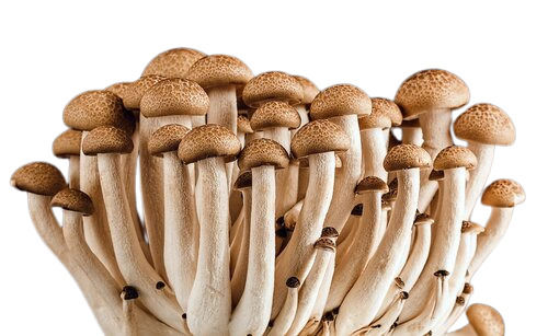 A Grade Indian Origin Organic Cultivated Filament Shape Whole Fresh Mushroom Processing Type: Raw