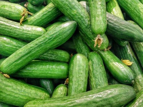 Fresh Long Shape Naturally Grown Cucumber For Salads And Many Recipes Use