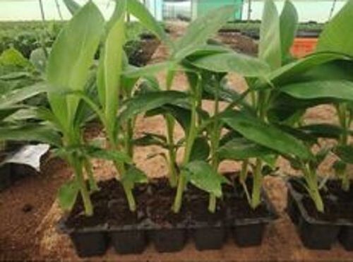 Insect Resistant Full Sun Exposure Fast Growth Green Leaves Banana Plant