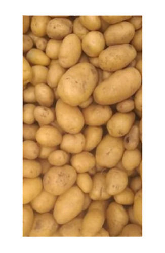 83 % Moisture Round Dried Fresh Potato