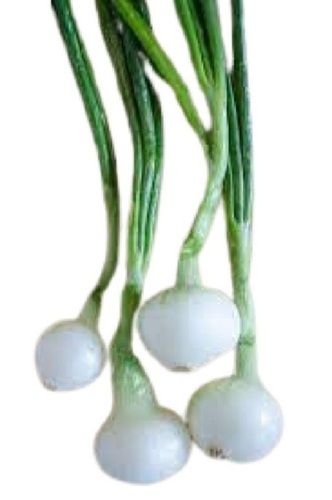 Tasty And Healthy Long Shape Fresh Naturally Grown Green Onions