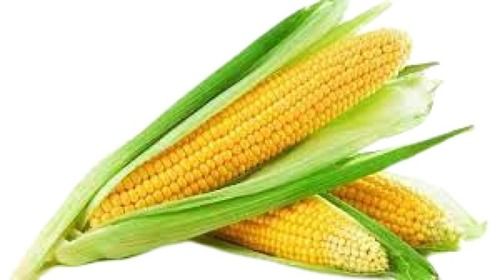Fresh Yellow 100 Percent Pure Indian Origin Maize