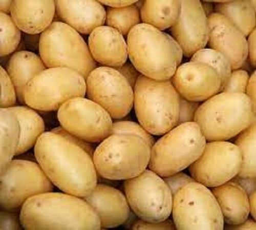 Naturally Grown White Raw Potato