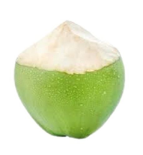 Common Commonly Cultivated Whole Green Tender Coconut