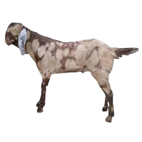 Brown 41-48 Cm 50-55 Kg High Disease Resistant Totapari Goat For Meat Use