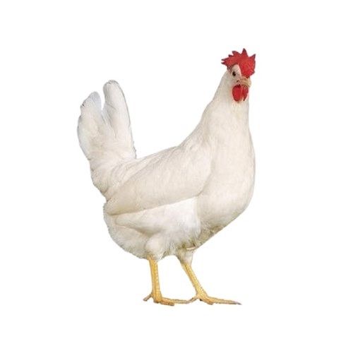 4 Months Old Healthy White Female Live Broiler Chicken