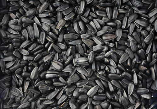 Organic Vitamin And Mineral Rich Black Sunflower Seeds For Oil Extraction