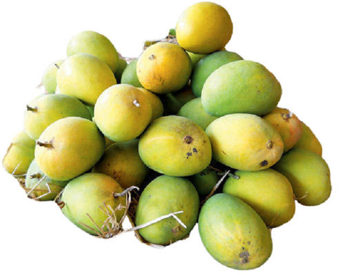 A Grade 100% Pure Fresh Indian Origin Common Cultivated Sweet Kesar Mango