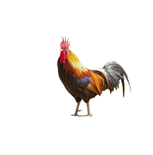 Poultry Farm Sonali Live Chicken