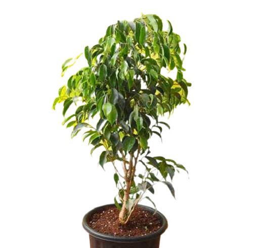 Insect Resistant Full Sun Exposure Fast Growth Ficus Religiosa Plant 