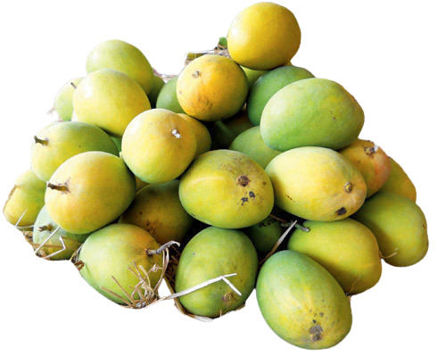 Pure Natural Sweet Juicy Fresh Organic Alphonso Mangoes