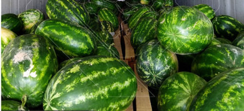 Export Quality Iran Fresh Whole Sweet And Juicy Watermelon