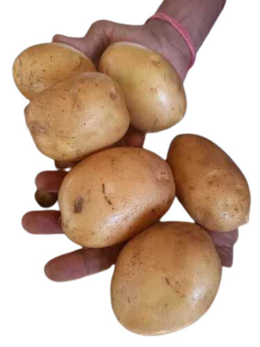 Round Shape Fresh Potato For Cooking Use