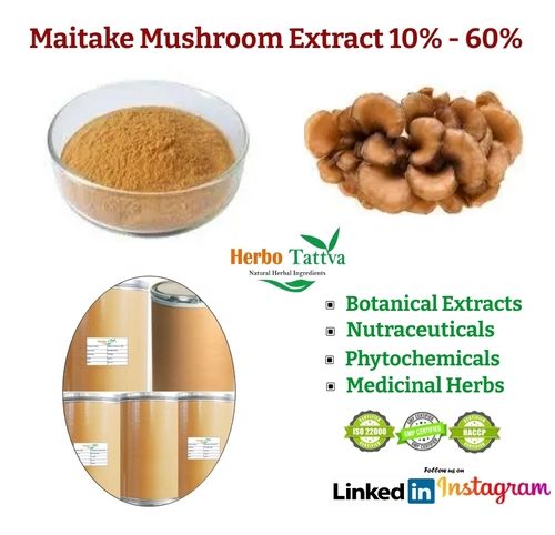 10%-60% Maitake Mushroom Extract (Grifola Frondosa)