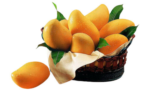 Natural And Pure Organic Sweet And Tasty Mango 