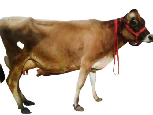 Jersey Cow for Forming, Milk Yield 20 Liter