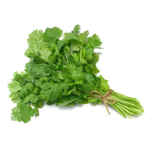 Green Organic Raw A Grade Fresh Pure Healthy Citrusy Flavor Coriander 