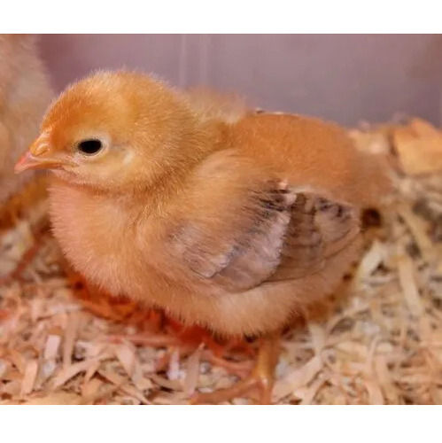 Kaveri Chicks