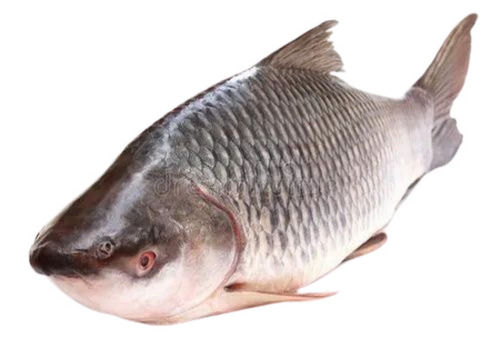 Protein Rich Frozen Fresh Rohu Fish With 4 Dyas Shelf Life 