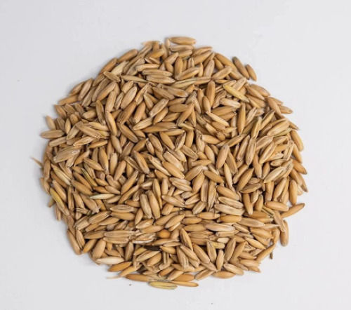 Commonly Cultivated Pure And Dried Rice Seeds With 1 Year Shelf Life