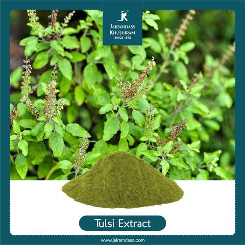 Ocimum sanctum (Tulsi Dry Extract)