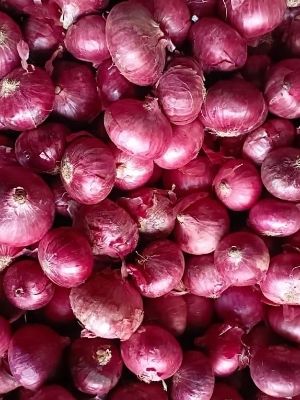 Chemical Free Natural Red Onion